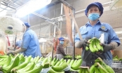 Fruit and vegetable export boom: Unifarm builds a house for banana trees